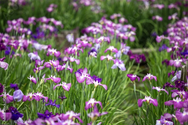 Fototapeta 花菖蒲