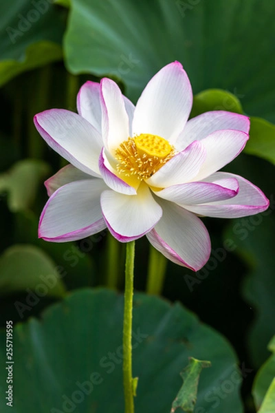 Fototapeta 蓮の花