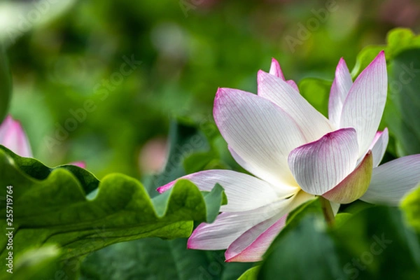 Fototapeta 蓮の花