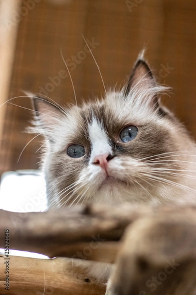 Fototapeta 猫のポートレート