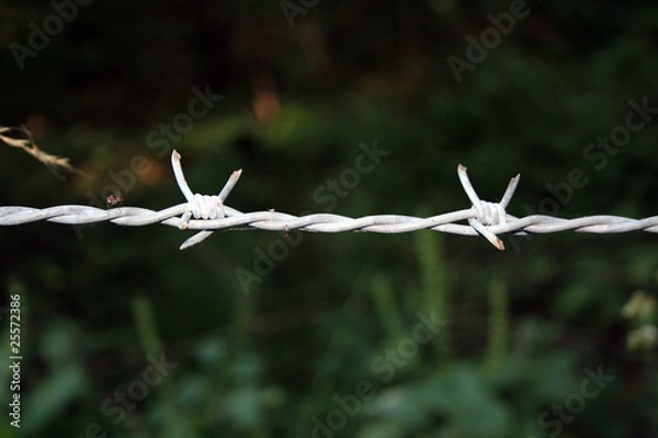 Obraz Fence wire with fly on it