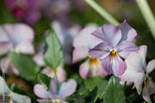 Fototapeta 紫色のビオラの花
