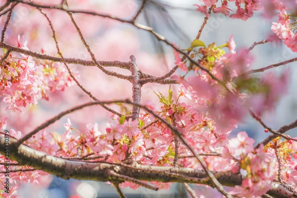 Fototapeta 三浦海岸の河津桜