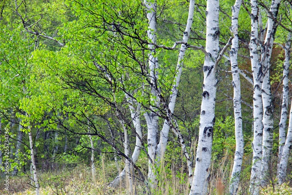 Fototapeta 春の白樺並木