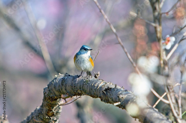 Obraz ルリビタキ