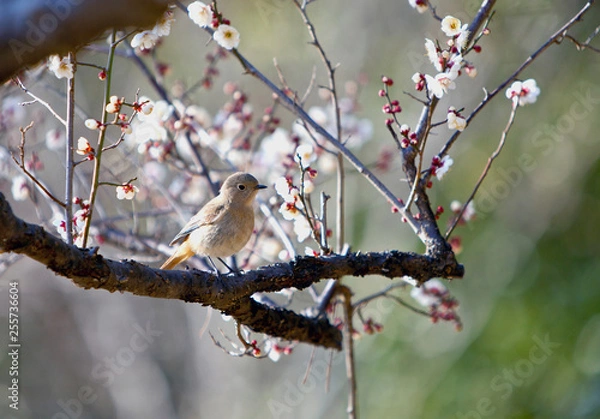Obraz ジョウビタキ