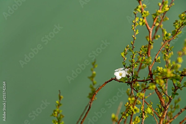 Fototapeta spring flower