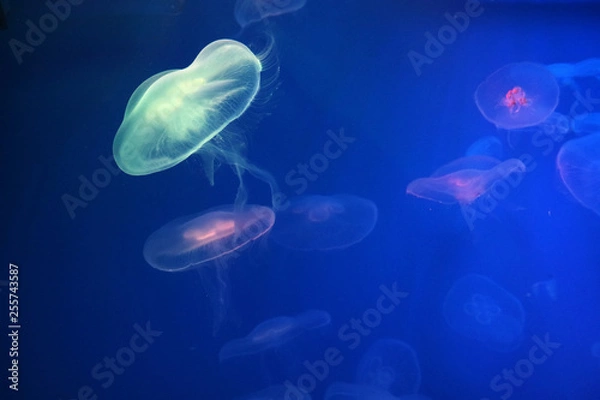 Obraz Aurelia jellyfish glow against the blue water as a background for the design.
