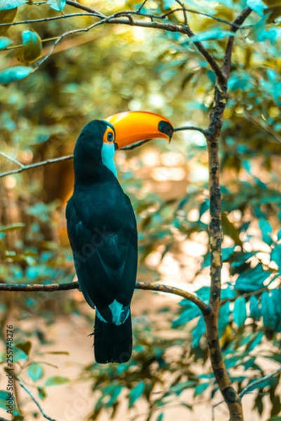 Fototapeta toucan looking to the side