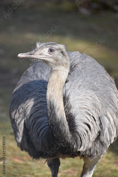 Fototapeta Closeup of a grey ostrich in a park in Germany