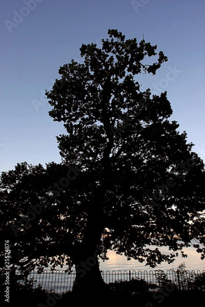 Obraz Tree Silhouette