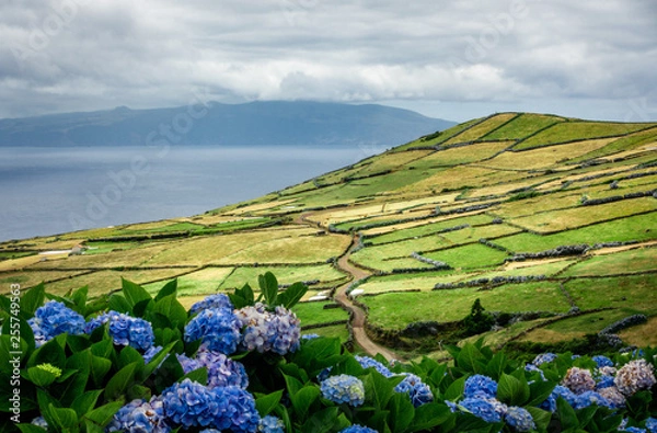 Fototapeta Dirt road on corvo island, with hydrangeas in the front. 