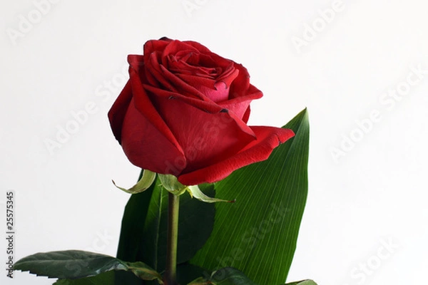 Fototapeta rosa rossa