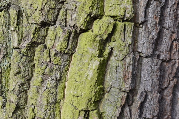 Fototapeta Closeup of a brown tree bark with green moss – can be used as a background