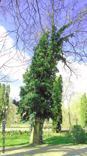 Obraz flores e insectos hermosos