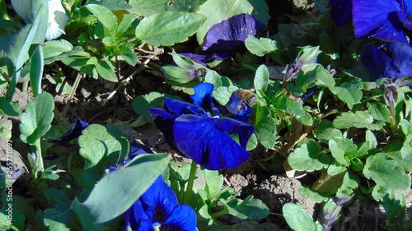 Fototapeta flores e insectos hermosos