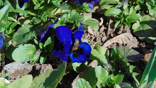 Obraz flores e insectos hermosos