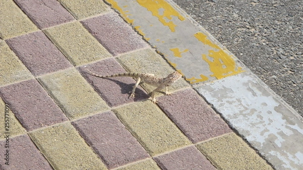 Obraz lizard toad headed agama sidewalk Abu Dhabi