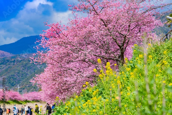 Fototapeta 河津桜　河津桜まつり　静岡県賀茂郡河津町