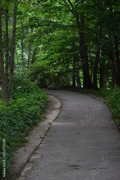 Obraz Pathway in forest