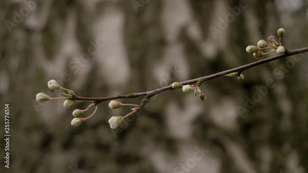 Obraz Kirschblüte Vintage