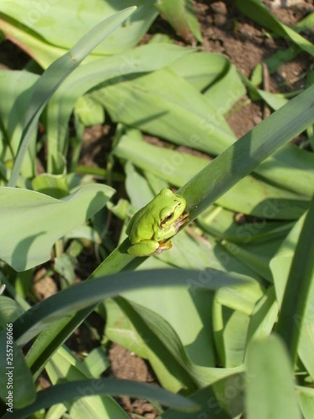 Obraz DIGITAL CAMERA