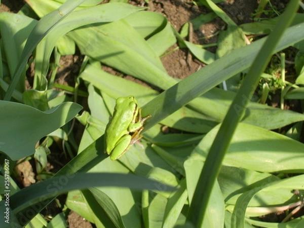 Obraz DIGITAL CAMERA