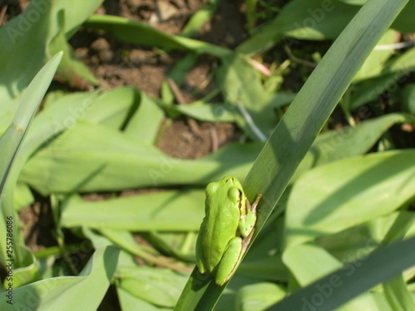 Obraz DIGITAL CAMERA