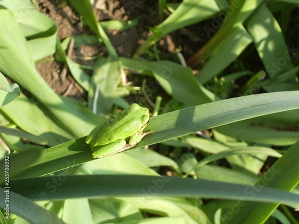 Obraz DIGITAL CAMERA