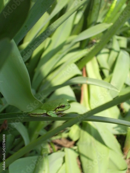 Obraz DIGITAL CAMERA