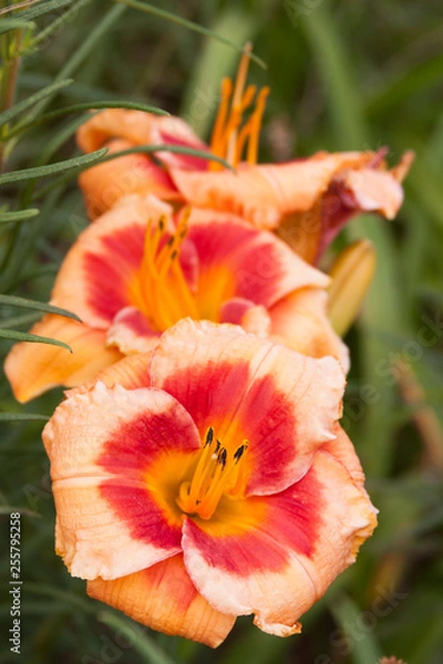 Fototapeta orange daylily trio