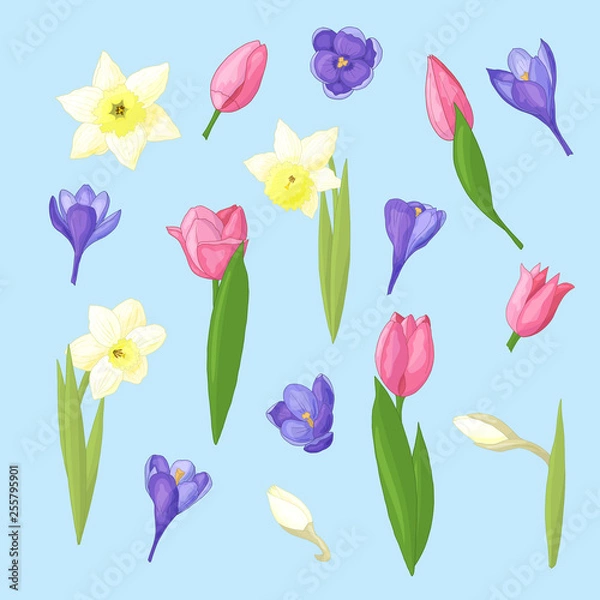 Fototapeta Spring set of daffodils, tulips and crocuses