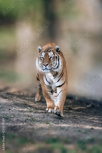Fototapeta Majestic tiger running wild