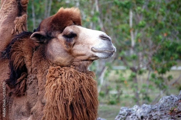 Fototapeta camel portrait