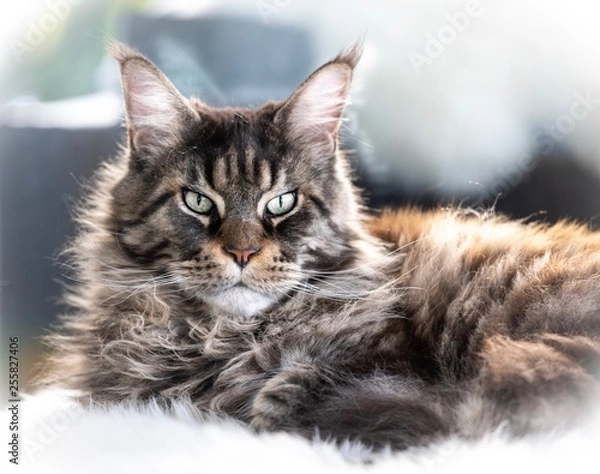 Obraz Maine Coon Portrait 