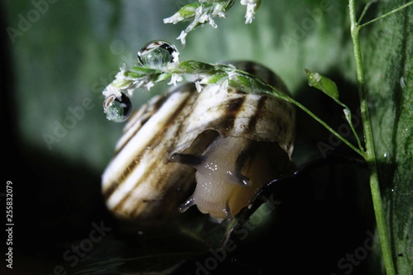 Fototapeta frog on a leaf