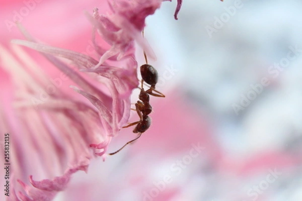 Fototapeta bee on a flower
