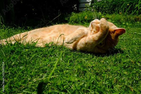 Fototapeta schlafender kater