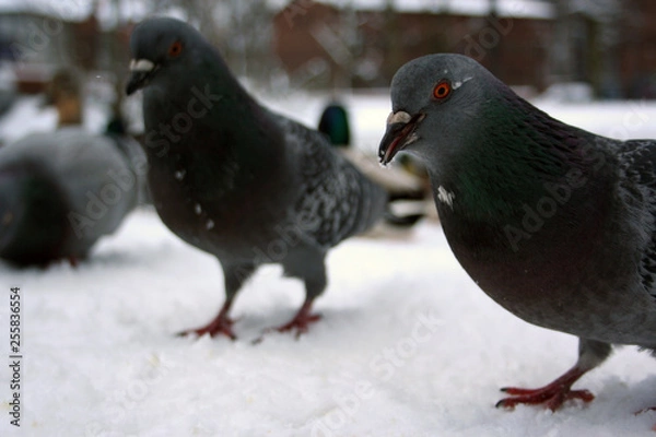 Obraz Gołębie w mieście