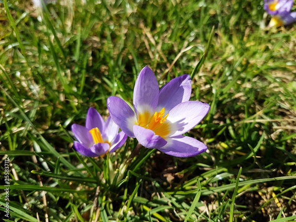 Fototapeta Multi-colored flowering crocuses on the background of green grass. Spring flora for a joyful mood. Landscaping and decoration flower beds. The structure of the flower. Cooking saffron seasoning