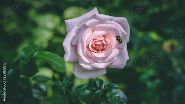 Obraz Flower with Bee