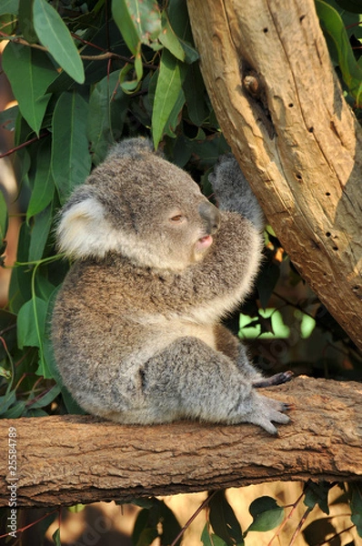 Fototapeta Koala joey sits on a tree