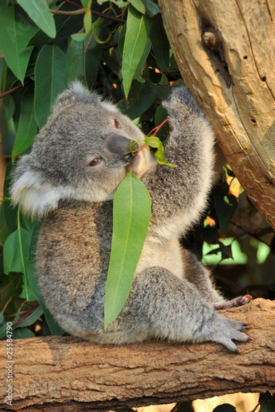 Fototapeta Koala joey eats eucalyptus leaf