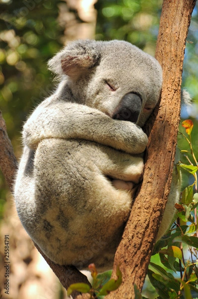 Fototapeta Koala sleeps on a tree