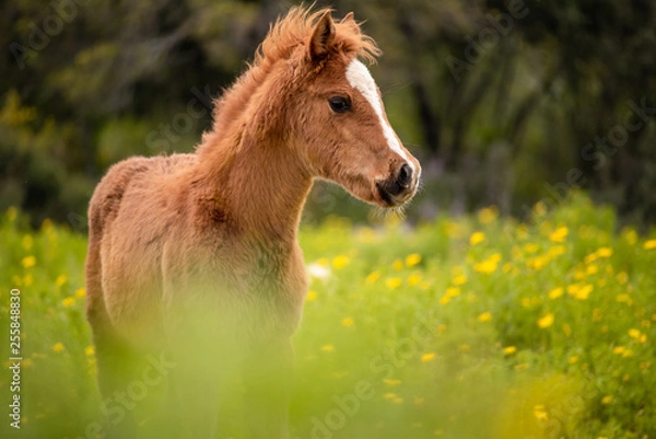 Obraz portrait of a brown foal in a blooming meadow