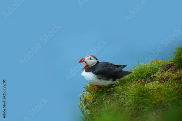 Obraz jestem głodny