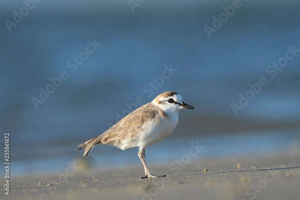 Fototapeta Lesser Sand Plover	