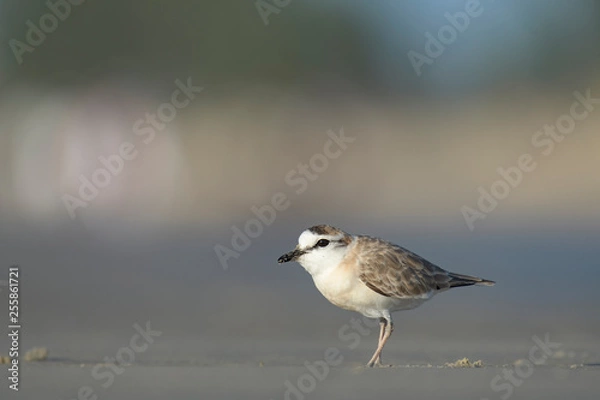 Fototapeta Lesser Sand Plover	