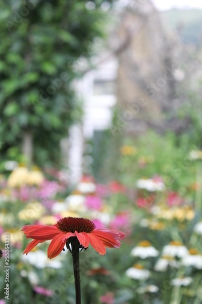 Obraz red flowers in garden