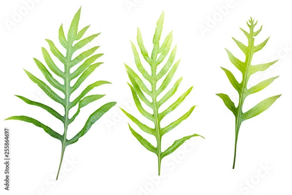 Fototapeta Fern leaf isolated on white background with clipping paths.